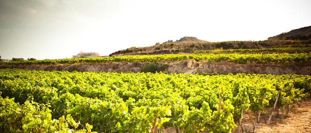 produit du terroir malte et gozo vigne vin